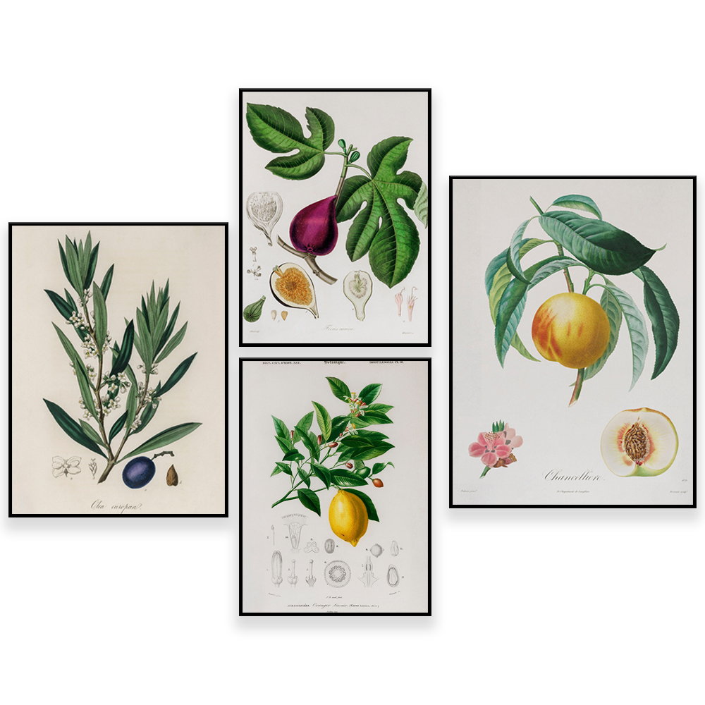 Medische plantkunde Vintage il - Plant Jackfruit recensie en prijs